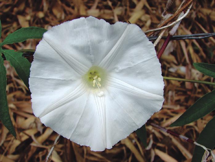 Biologia floral de Merremia dissecta A B C Figura 2 - Flores de Merremia dissecta var. edentada (Meisn.) O Donell (Convolvulaceae). A. Vista frontal da flor - notar as anteras espiraladas e os guias estruturais (amarelados) entre os filetes.