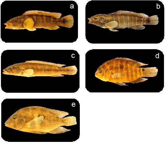 Figura 2) Espécimens de Cichlidae estudados: a) Crenicichla jaguarensis (11,5 cm), b) Crenicichla jupiaensis