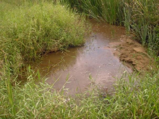 Vegetação aquática: marginal; vegetação terrestre em quantidade moderada em uma das margens e reduzida na margem oposta.