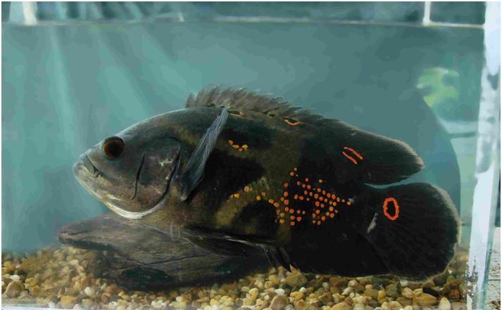 É um peixe de porte médio, alcançando 35 cm, é onívoro com tendência a carnivoria. Sabe-se que formam casais que desovam em ninhos e possuem uma fecundidade baixa.
