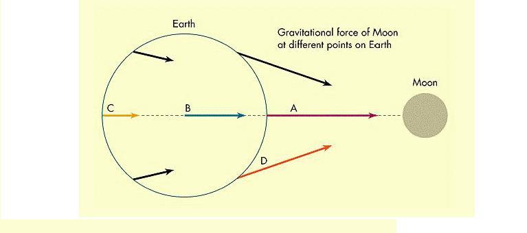 e a força líquida atuará desta maneira, Ecological Systems THE ESTUARINE ECOSYSTEM Ecology of the Intertidal and Subtidal INTRODUCTION Definition General Description Beach Classification A soma