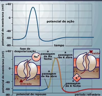 Contração Muscular Com a chegada do IE, na placa motora terminal é liberada acetilcolina na fenda sináptica ligando-se a receptores localizados no sarcolema (fibra muscular).