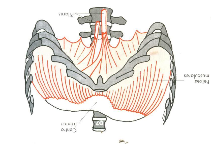 6- DIAFRAGMA A-Generalidades Em Osteopatia existem 04 diafragmas no corpo: 1-A tenda do cerebelo 2-diafragma escapular 3-diafragma costal 4-períneo Todos possuem movimentos sincronizados.
