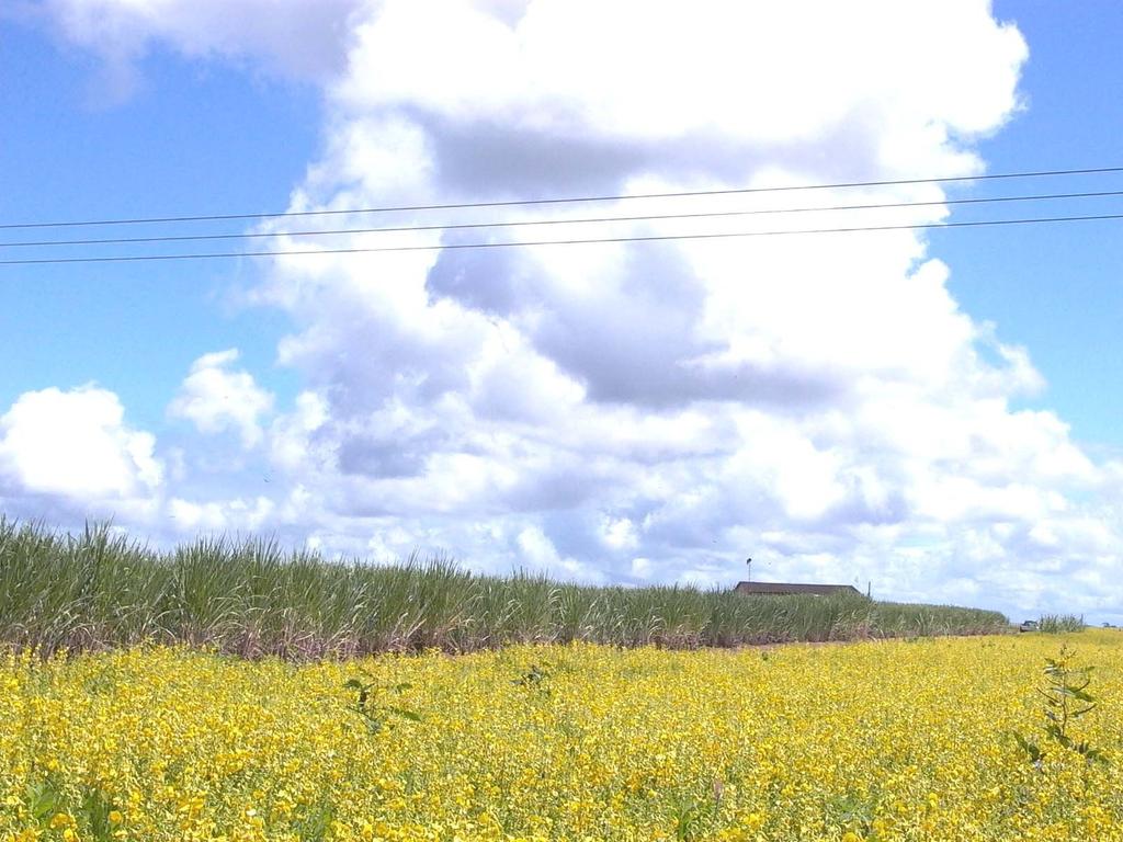 ADUBAÇÃO VERDE Crotalaria spectabilis crescendo em pre-plantio de