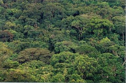 Estado do Acre : 90% de sua cobertura florestal original Principais Instrumentos de Política Florestal: Criação da SEFE (hoje SEF) e fortalecimento da FUNTAC Elaboração da Lei Florestal Estadual