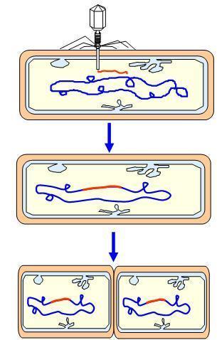 Ciclo Lisogênico O vírus não controla o metabolismo celular.