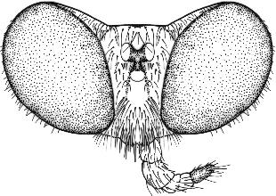 18) castanho-escuro com pilosidade curta e esparsa. Pernas (Fig.