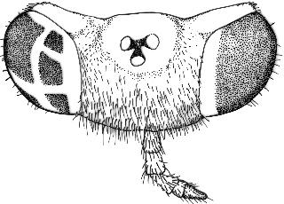 Diptera of Patagonia and South Chile 5(2):93-105. BEZZI, M. 1922. On the South American species of the dipterous genus Chiromyza Wied. Annals Entomological Society of America 15(2):117-124.