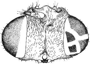 Mitteilungen aus dem Zoologischen Museum in Berlin 10(1):151-214. HARDY, G. H. 1920. A revision of the Chiromyzini (Diptera). Proceedings of the Linnaean Society of New South Wales 45(4):532-542.