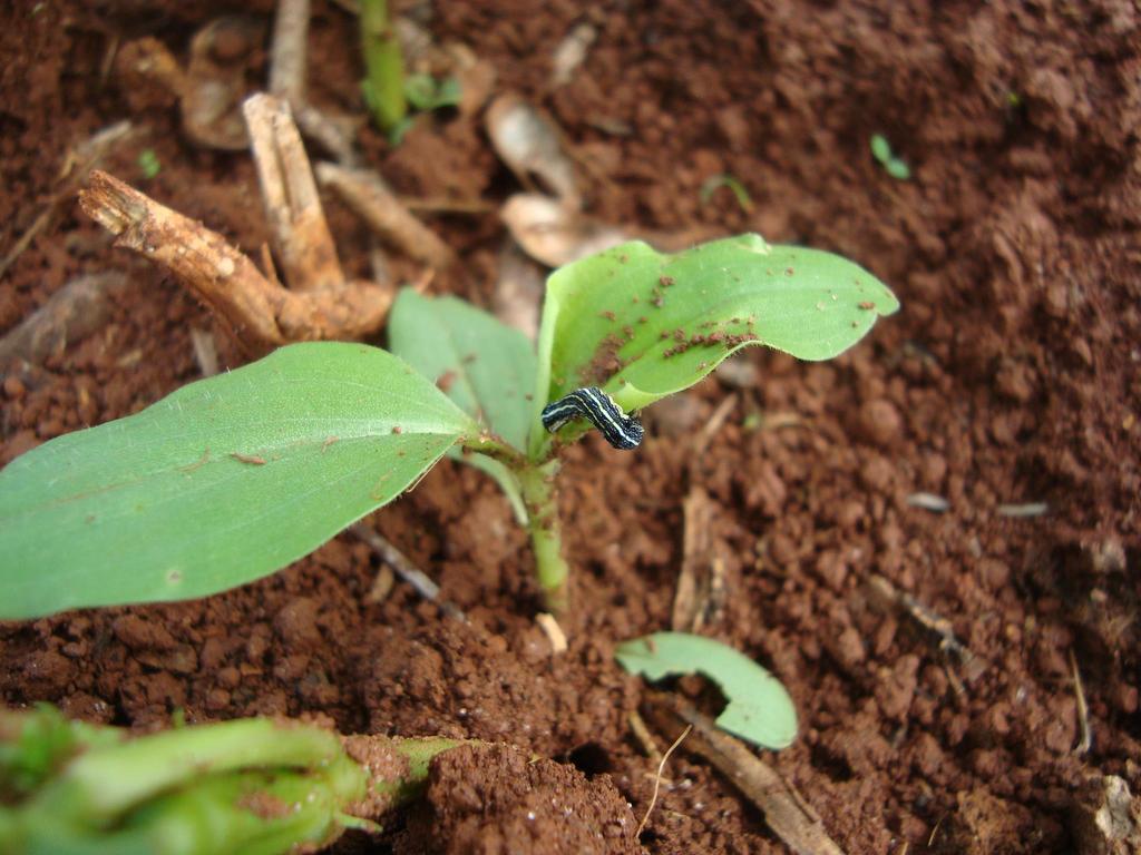 Plantas