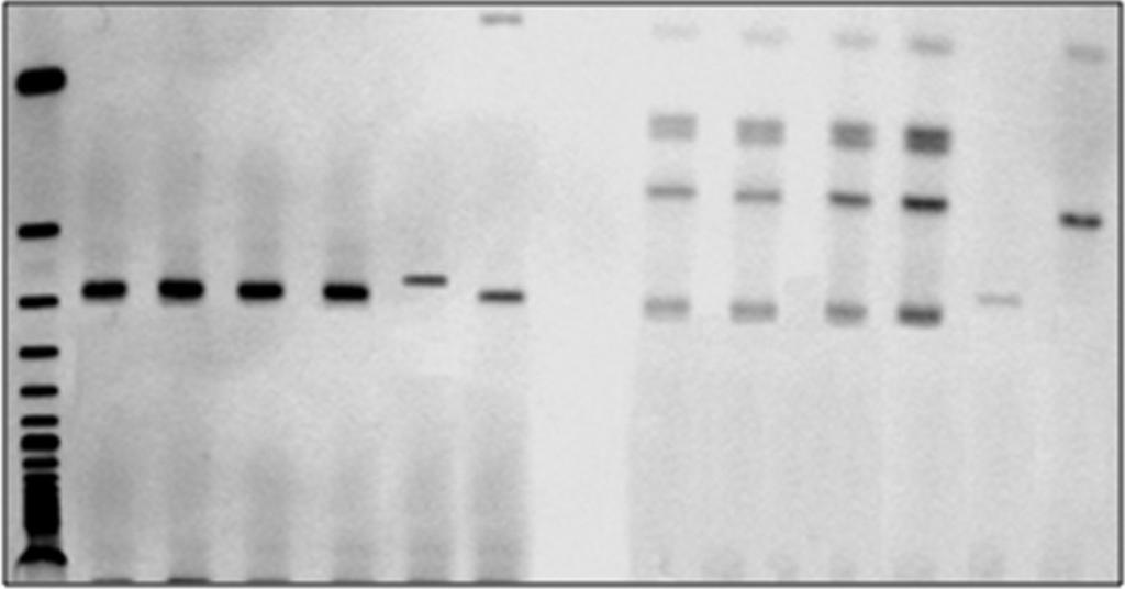 NATURAL INFECTION OF L. longipalpis BY LEISHMANIA 2417 Figure 3 PAGE of RFLP products after digestion with ApaLI or HaeIII. Note: the test groups are identified on top.