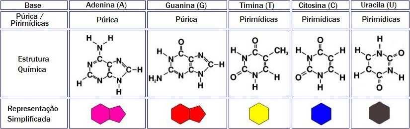 Purinas: A, G Bases nitrogenadas Bases