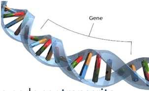 que pode ser transcrita em uma versão de RNA.