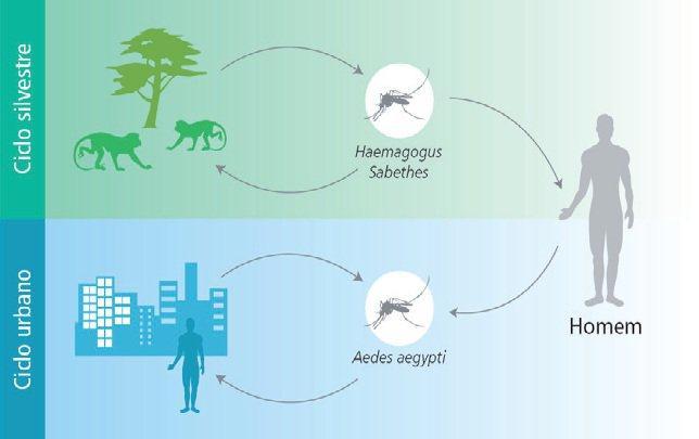 Ciclos Epidemiológicos da Febre Amarela Transmissão O vírus é mantido na natureza por transmissão entre primatas não humanos