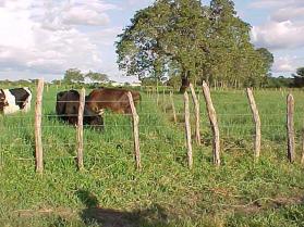 Ministério da Agricultura, Pecuária e Abastecimento 141 ISSN 0104-7647 Agosto, 2002 Teresina, PI Produção de leite em pastagem de capim-elefante e em duas variedades de Panicum Maximum Foto: José