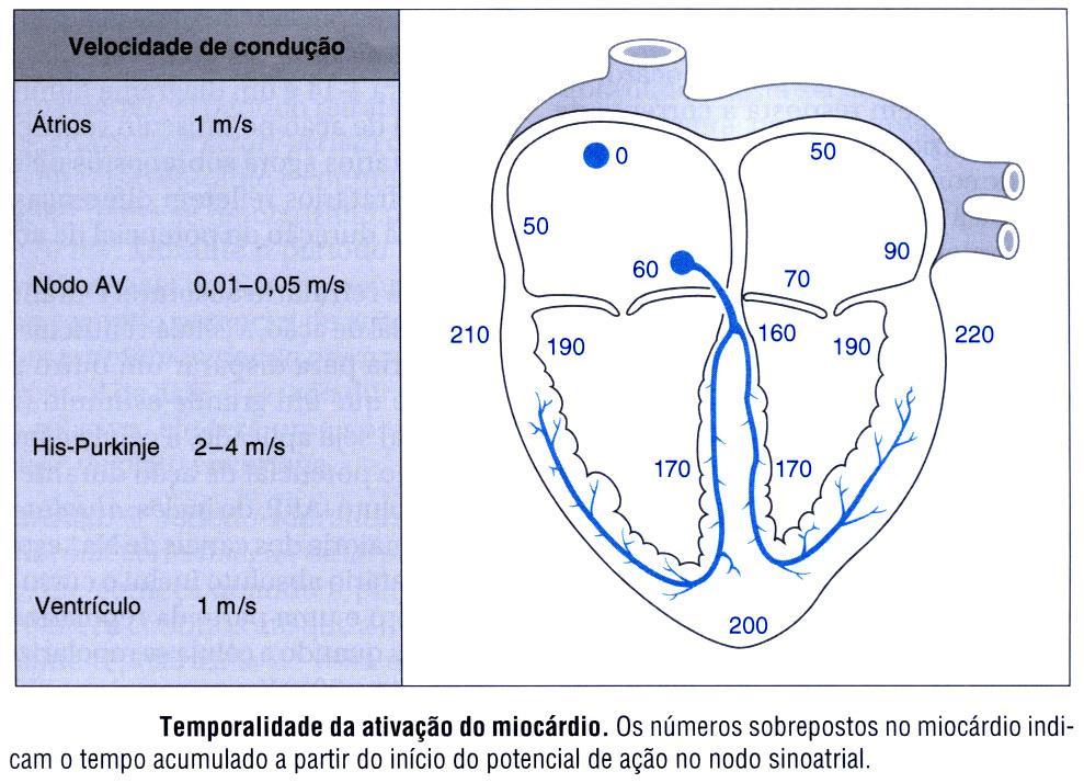 Velocidade