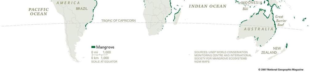 (SCHAEFFER-NOVELLI, 1986). Figura 1: Detalhamento, em verde, dos Manguezais no mundo. (Fonte: nationalgeographic.