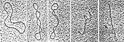 Cromossomo: único e circular como no domínio Bacteria. Por outro lado, sua organização é semelhante aos eucariotos, uma vez que o DNA está associado à histonas.