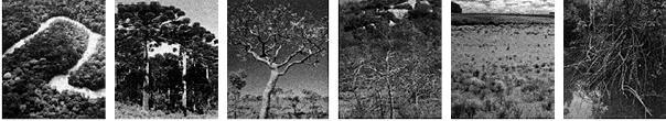 Correlacione as formações vegetais retratadas nas fotos às áreas de ocorrência indicadas nos mapas abaixo. a) b) c) d) e) 10.