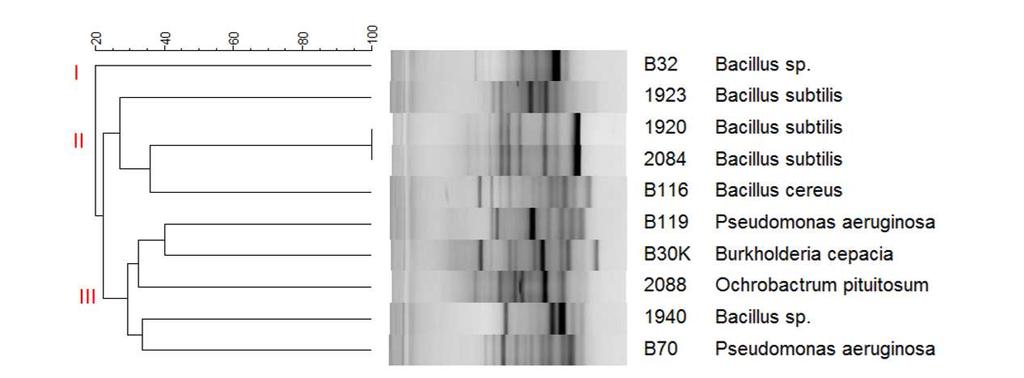 TABELA 1. Identificação molecular das bactérias solubilizadoras de P. Figura 1. Dendrograma baseado no fingerprinting obtido por meio da metodologia de BOX-PCR.