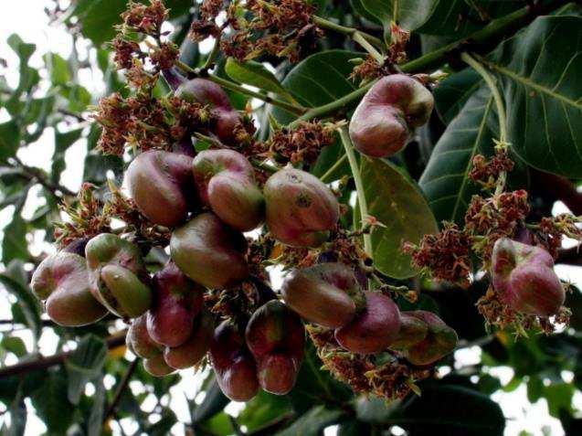 As variedades de caju de rendimento elevado plantadas em produção de larga escala Variedade de caju PN1 Produz