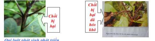 muỗi: