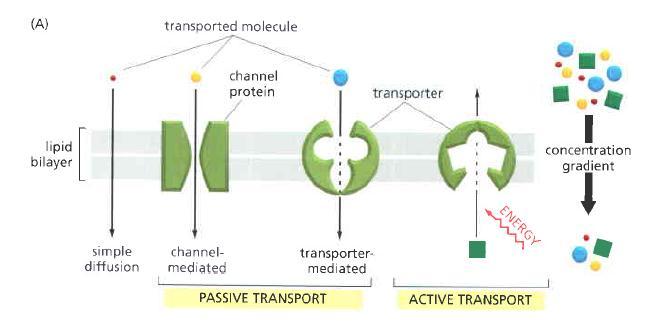 TRANSPORTE