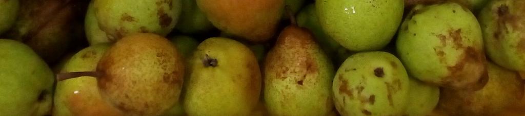 Controlled atmosphere recommendations for pear fruits and storage chilling satisfaction requirements for ripening winter pears. Acta Horticulturae 367: 452-454. Rodrigues, A.C. 2005. Pêra Rocha.
