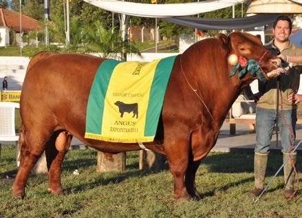 De um pedigree invejável (Zorzal x Fullback), ele apresenta uma consistência impressionante em sua progênie.