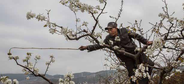 3 Pesquisa e Desenvolvimento Números que assustam Foto: HuffingtonPost A perda de abelhas avança tanto que na China a polinização das plantas já é feita em algumas regiões pelo próprio homem.