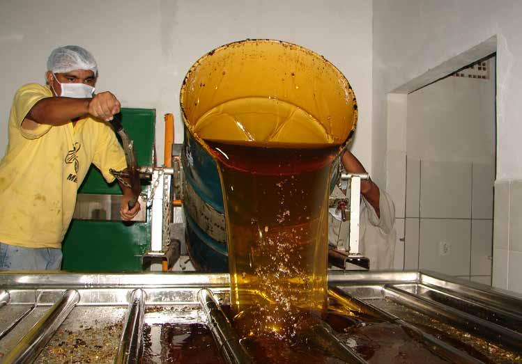 4 Pesquisa e Desenvolvimento Foto: Fernando Sinimbu Declínio na Rota do mel Em todo o Nordeste brasileiro, a queda na produção de mel alcançou, em média, 24%.