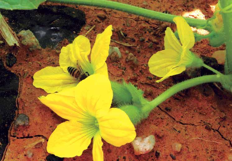 8 Foto: Márcia de Fátima Ribeiro Abelha Apis mellifera em flor de melão (Curcumis melo) Rede de cientistas procura saídas Furacões, enchentes, incêndios e a seca estão no pelotão de frente dos