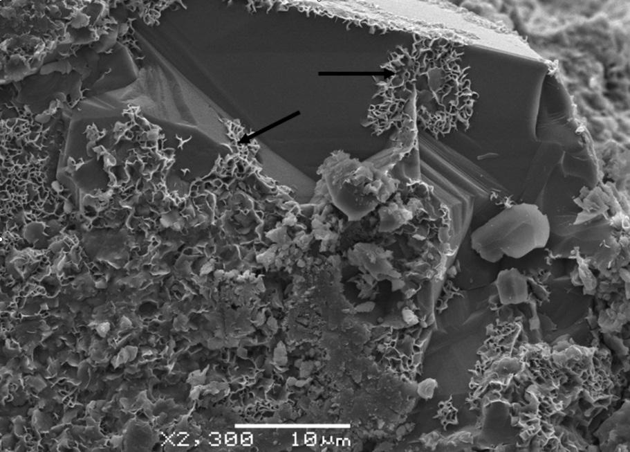 [Figure 7: Scanning electron microscope image: growth of smectite on a grain of detrital feldspar (arrows).