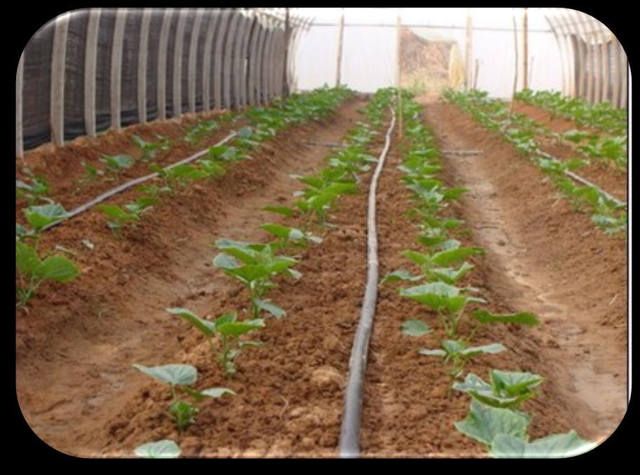 Manejo: Preparo do solo Fita de irrigação Formação de canteiros Calagem (ph 5,6