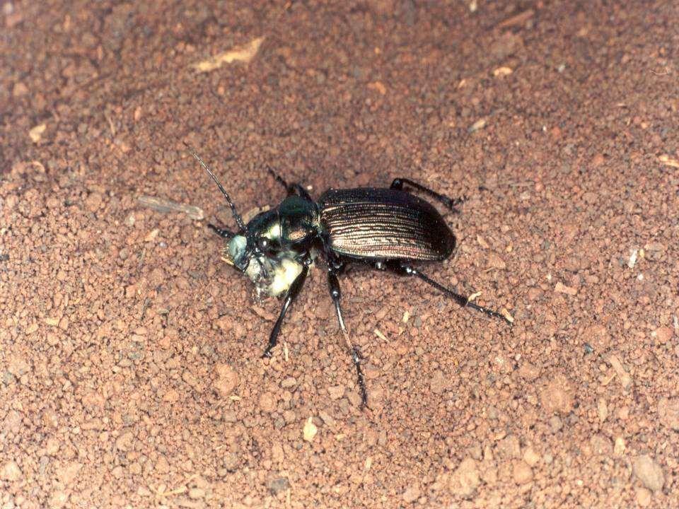 Calosoma