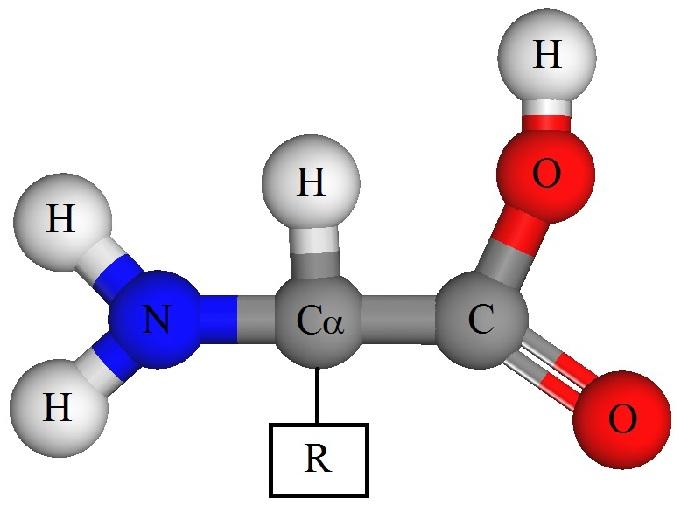 Capítulo 1 Introdução 1.1 Aminoácidos Aminoácidos (Figura 1.1) são moléculas orgânicas primordiais na formação das proteínas [1], constituindo assim, as bases moléculares dos seres vivos [2].