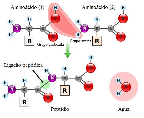 3 Figura 1.3: Ligação peptídica entre aminoácidos. nitrogênio, se obtém por exclusão de uma molécula de água [7].