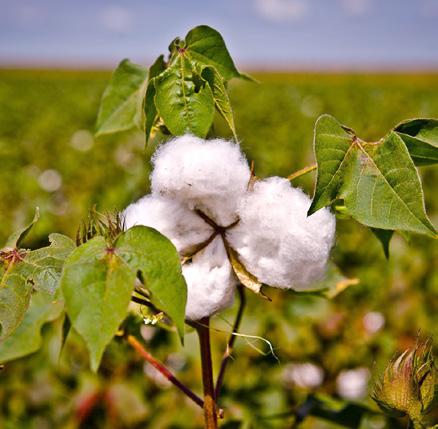 CUSTOS TRIMESTRAIS DEZEMBRO - 2016 algodão WS, plantado na segunda safra, apresentou alta de 11,1% no COE frente à safra 2015/16, quando o COE médio foi de R$ 7.345,67/ha.
