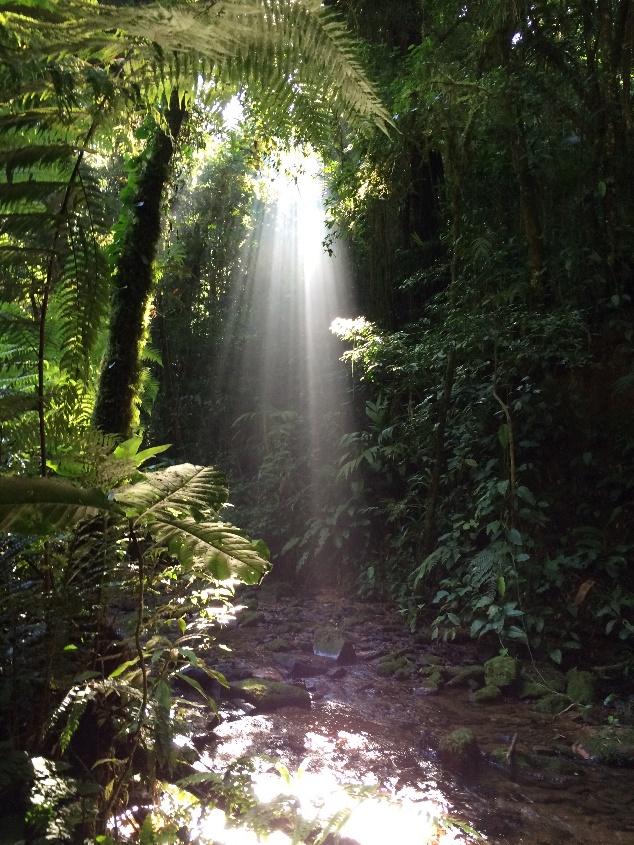 1. Diversidade de plântulas sujeitas a diferentes intensidades luminosas em microhabitats florestais do Parque Estadual de Intervales, SP Contexto: A luz é elemento essencial para as plantas,