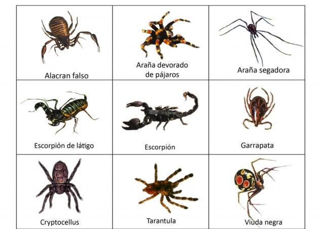 7. Variação da diversidade de aracnídeos ao longo de um gradiente altitudinal no Parque Estadual de Intervales, SP Contexto: A Mata Atlântica está presente em diversas altitudes e ao longo