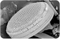 microscópicas marítimas ou lacustres ) no fundo do mar e de lagos. Possui um PH neutro e uma composição química sempre próxima de: SiO 2 (mi-90%), Al 2 O 3 (max-7%), Fe 2 O 3 (max-3%) e MgO (max-2%).