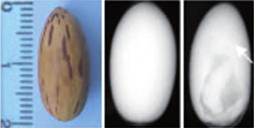 62 L. R. Carvalho et al. A B C FIGURA 3.