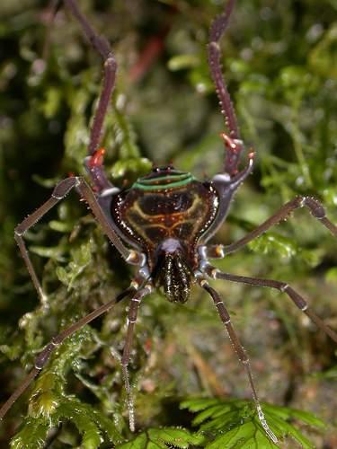 Ordem Opiliones ~5 mil sp Não há constrição entre prossomo e abdome; Abdome