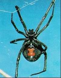 Latrodectus (4:4)