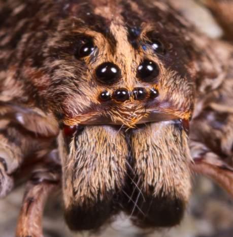 Lycosa (4:2:2) Aranha-de-jardim Fêmea: 4,5