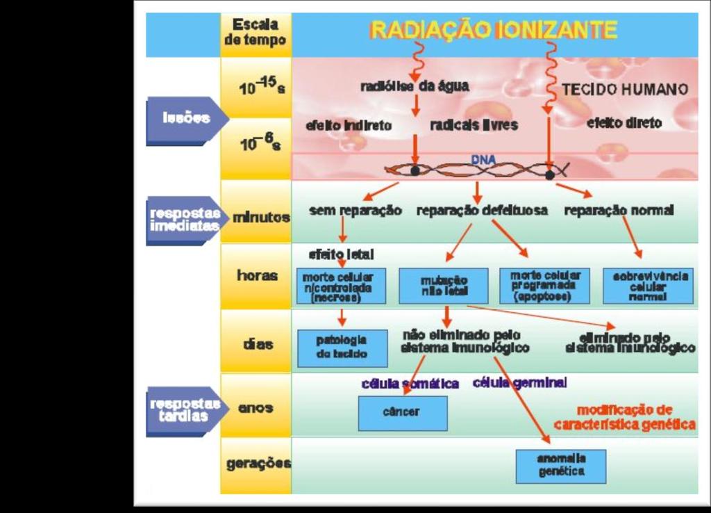 Interação da radiação com o