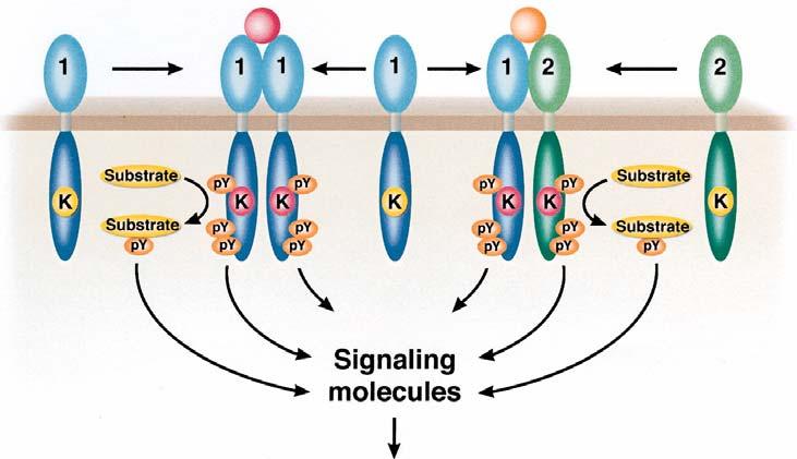 Tumores do SNC 43 extracelular ligantes: EGF membrana receptores família HER EGFR domínio tirosina quinase intracelular Substratos fosforilados FIGURA 1: Mecanismos de ativação do receptor do fator