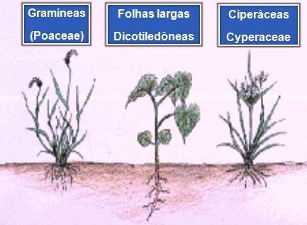 1.2. Classificação quanto ao tipo de planta: - Classificação com finalidade prática - Folha