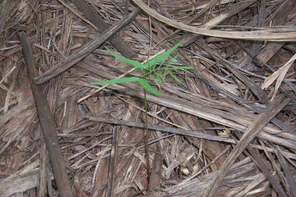 Espécie de planta daninha adaptada em área