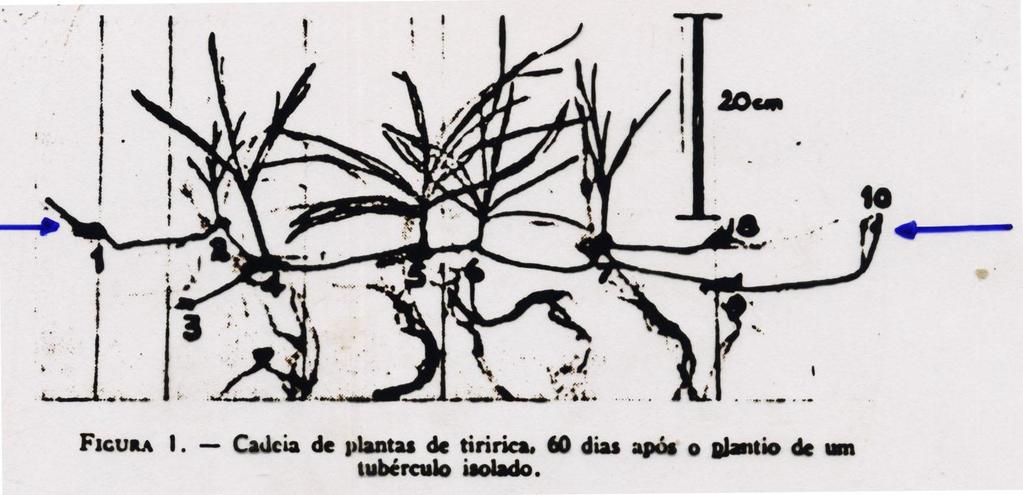 20 cm 8 10 1 2 3 4 5 6 9 Cadeia de plantas de tiririca 60 dias